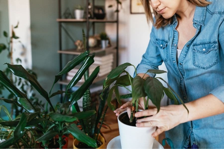 how to arrange indoor plants